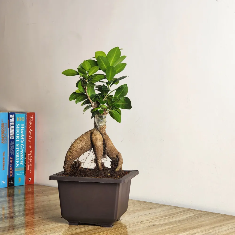 product-gallery