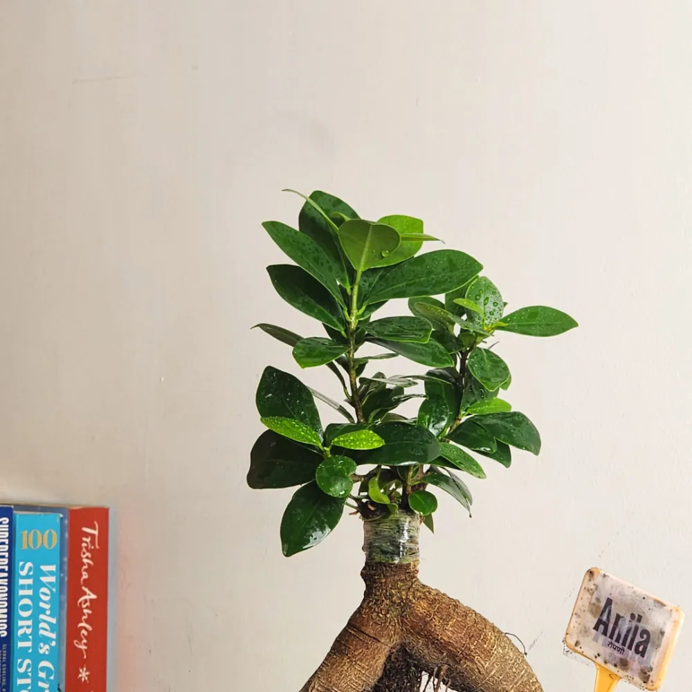 product-gallery