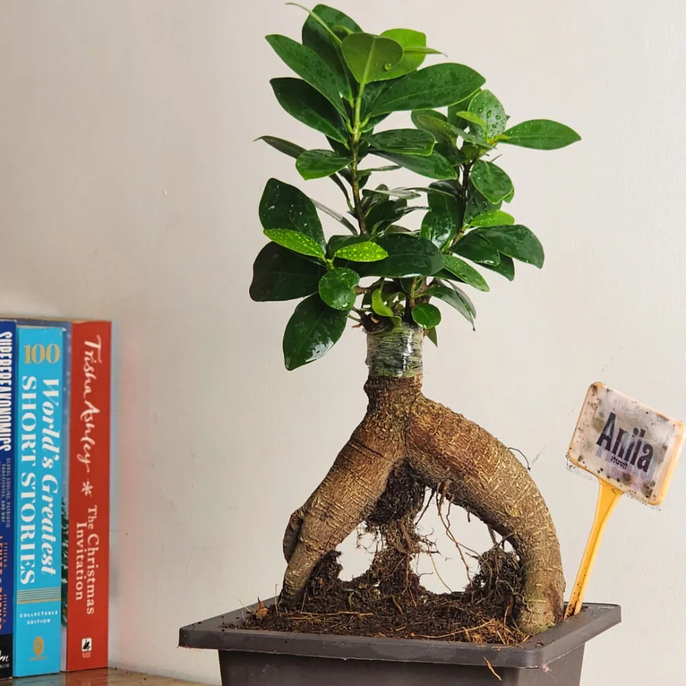 product-gallery
