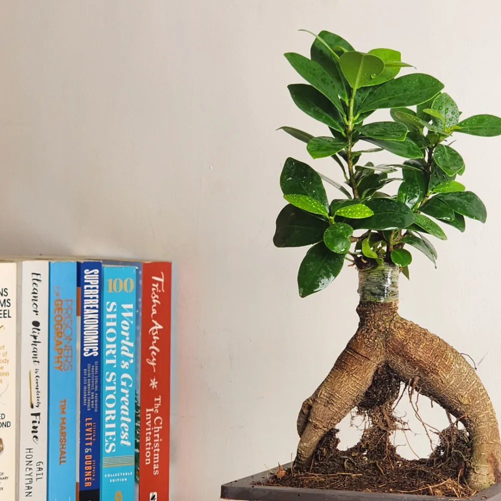 product-gallery