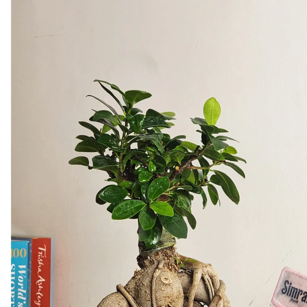 product-gallery