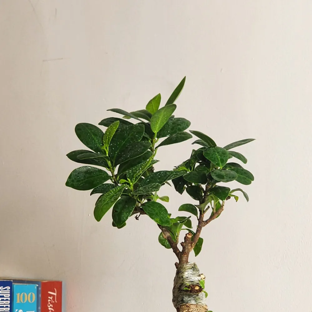 product-gallery