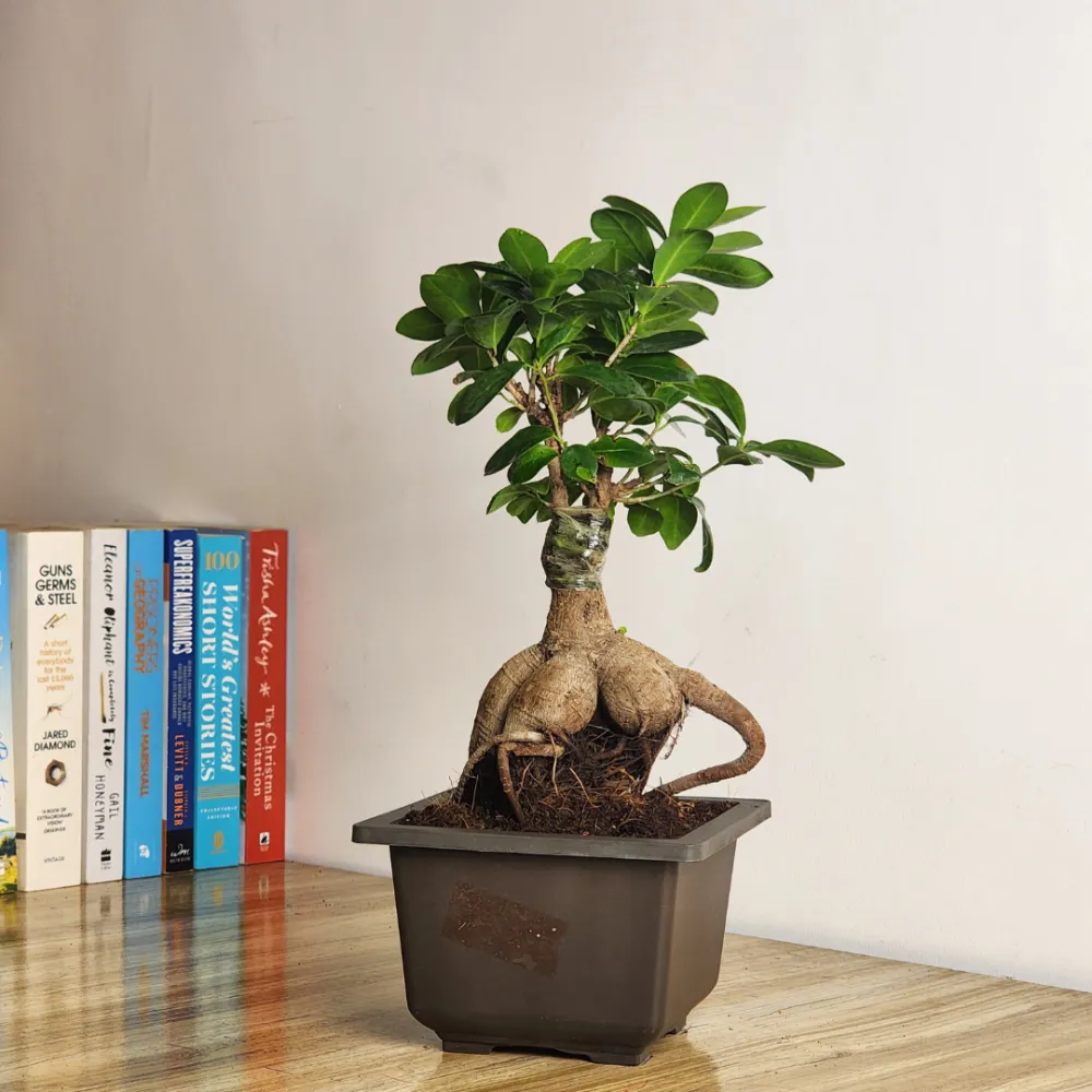 product-gallery