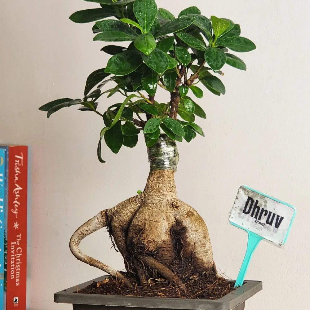 product-gallery