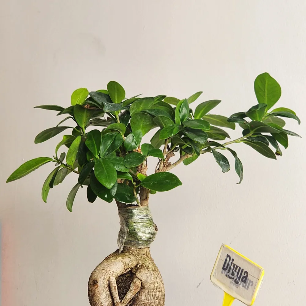 product-gallery