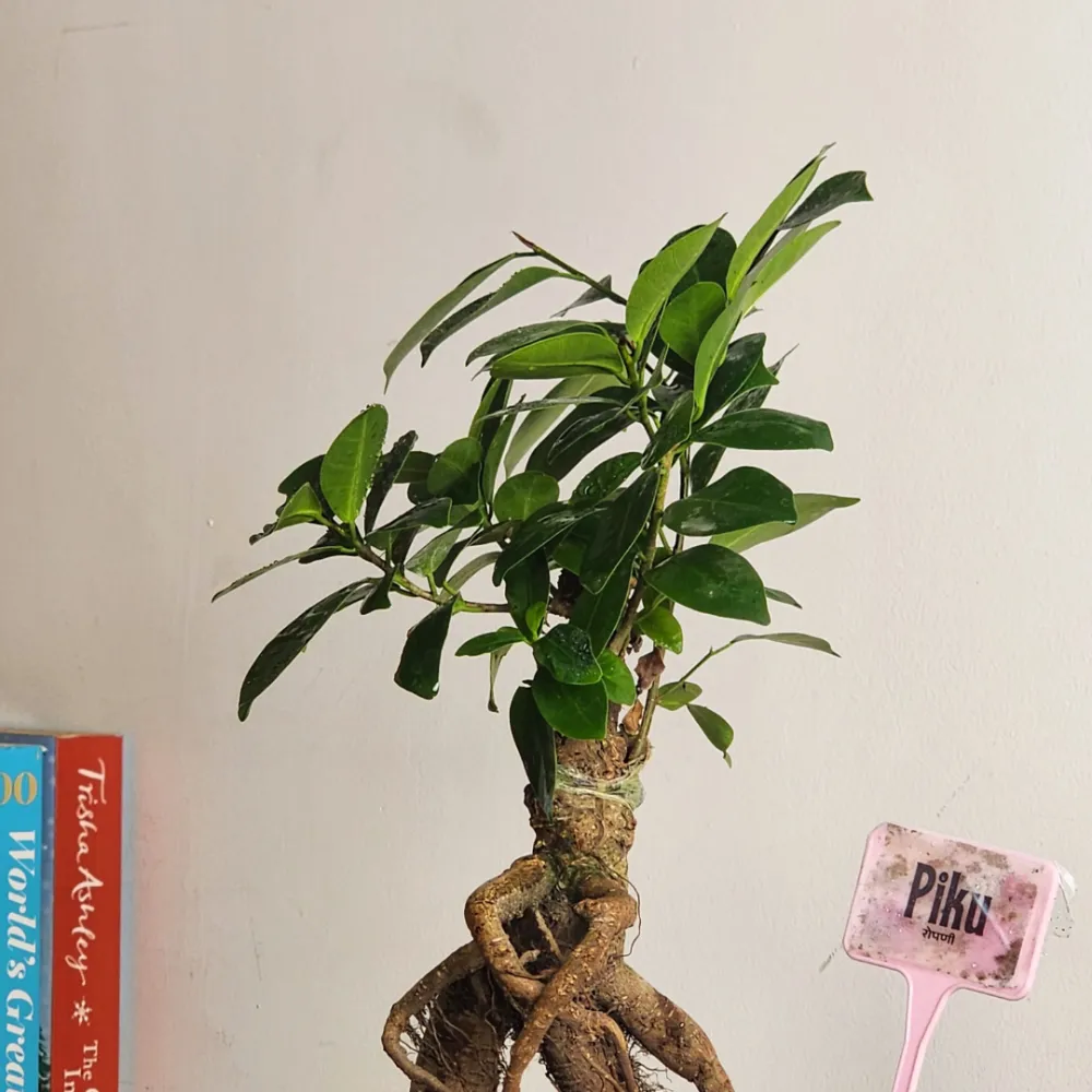 product-gallery