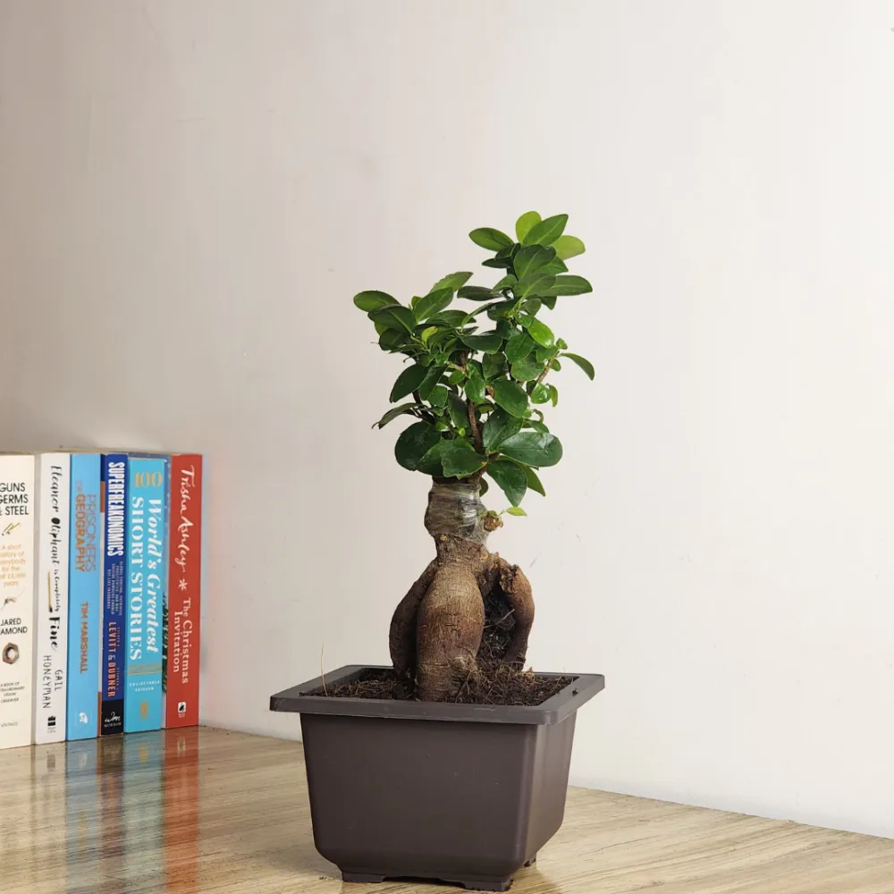 product-gallery