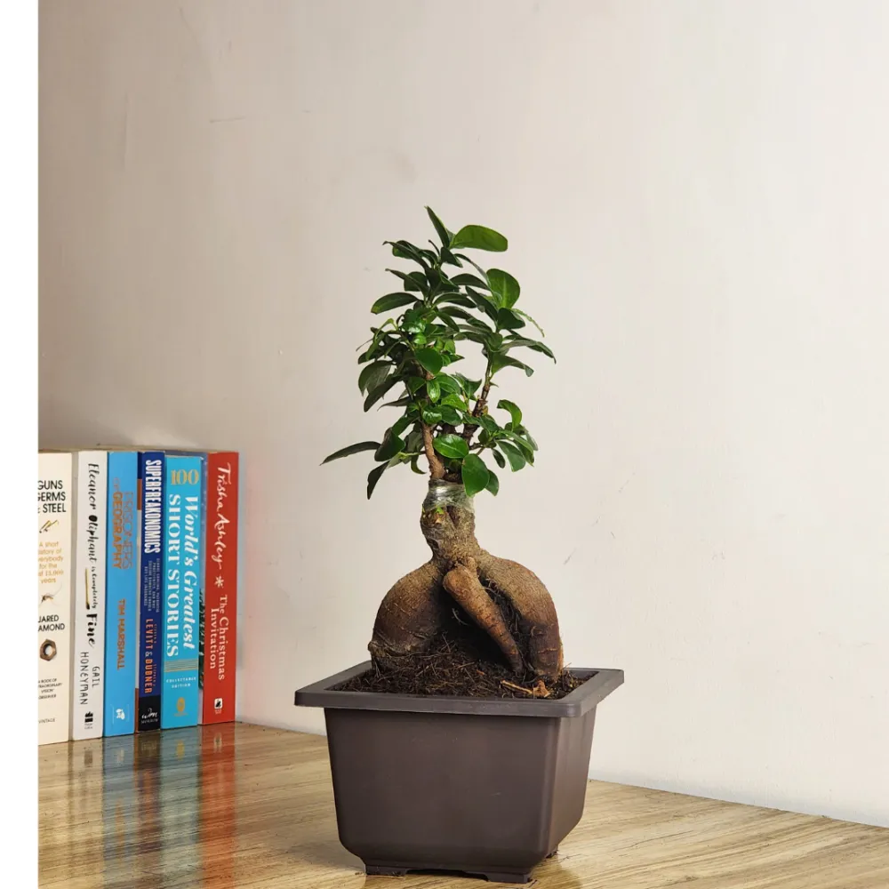 product-gallery