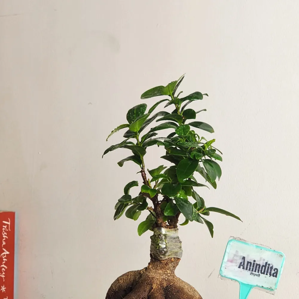 product-gallery