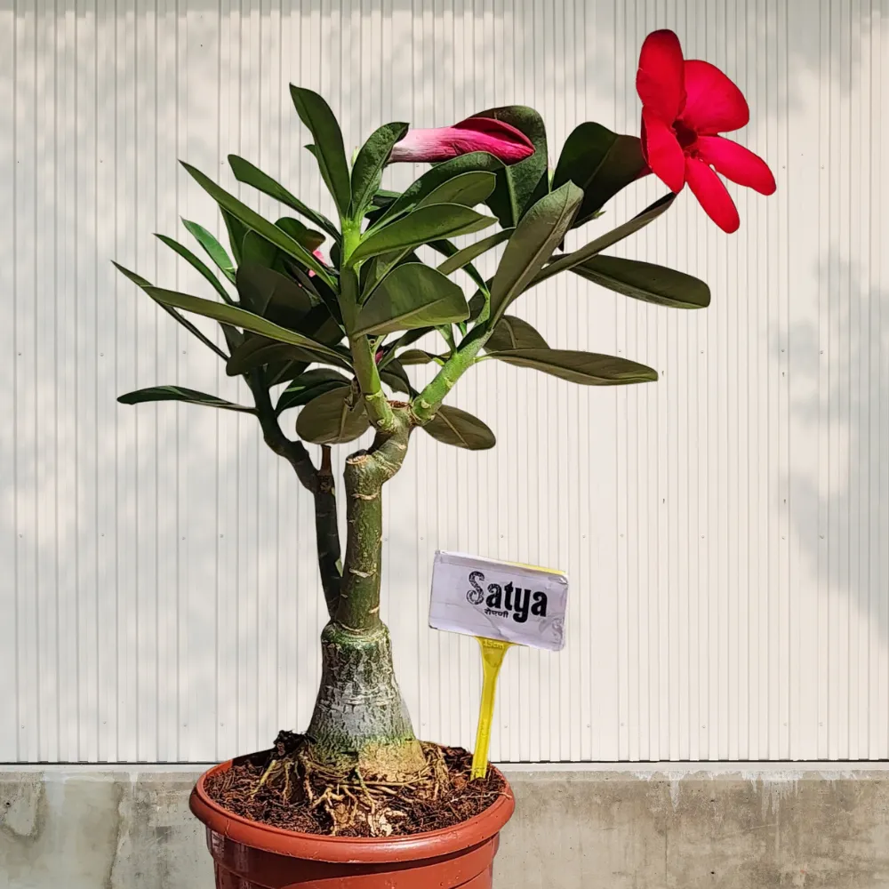 product-gallery