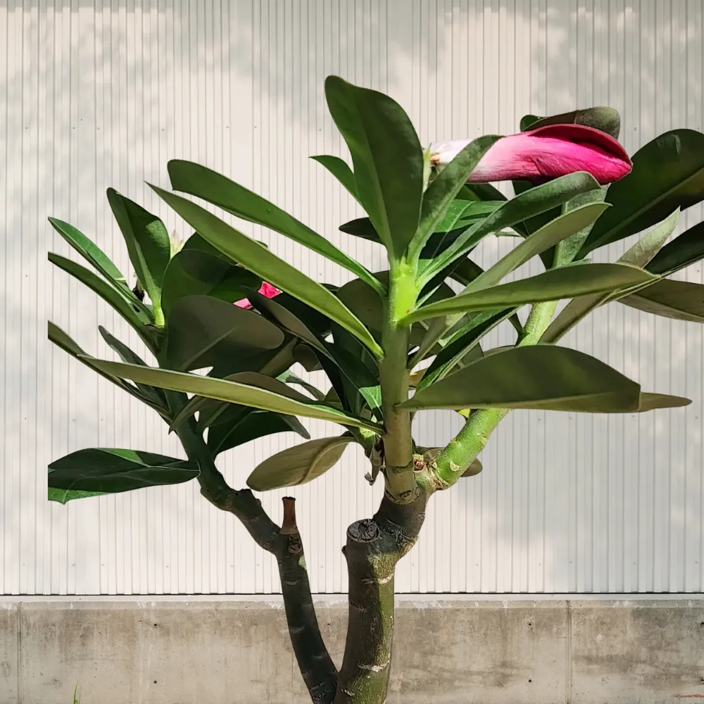 product-gallery