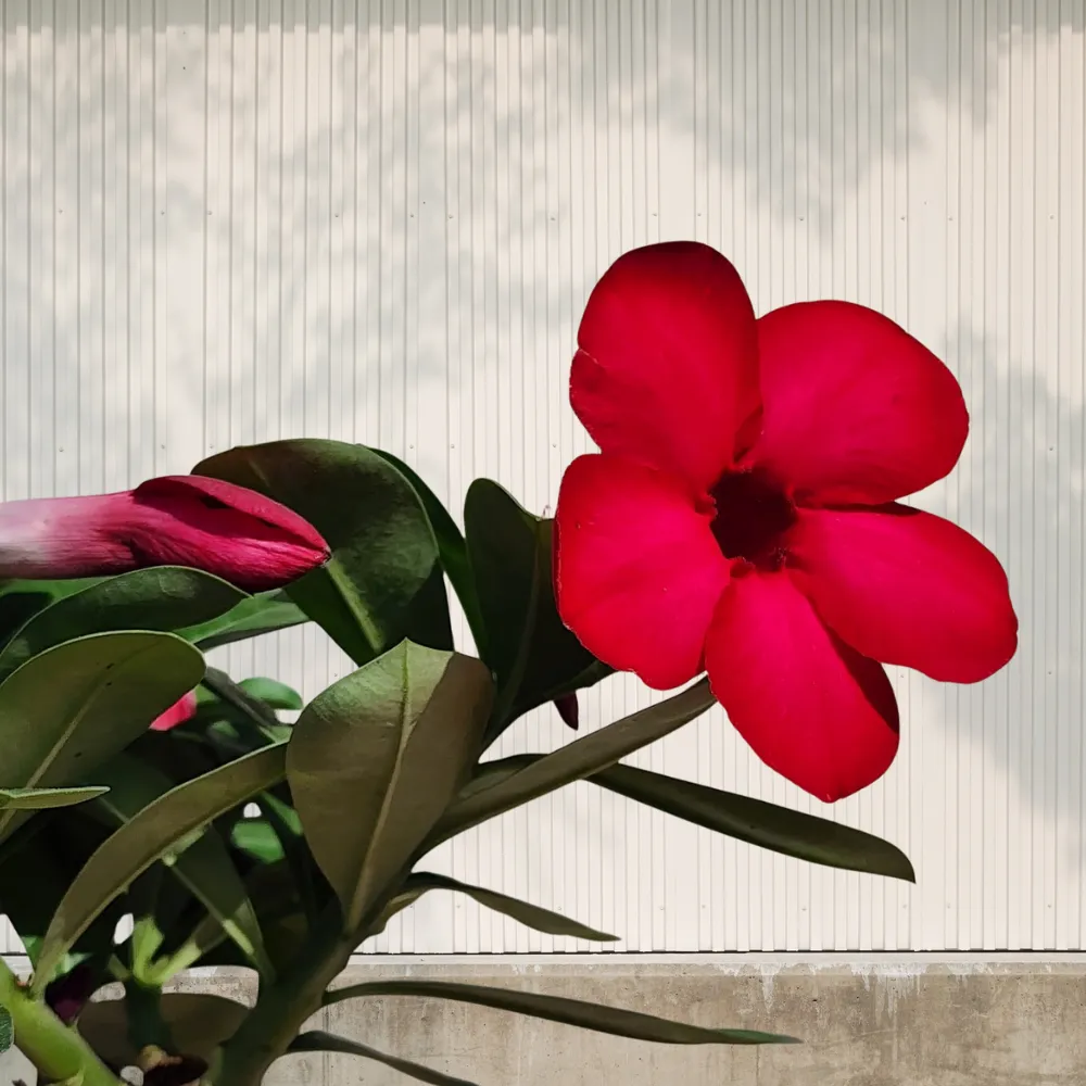 product-gallery