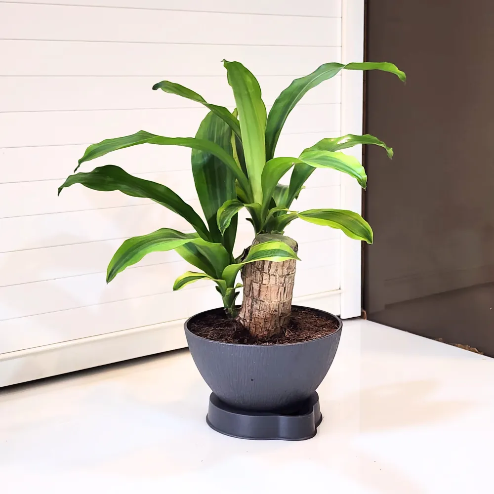 product-gallery