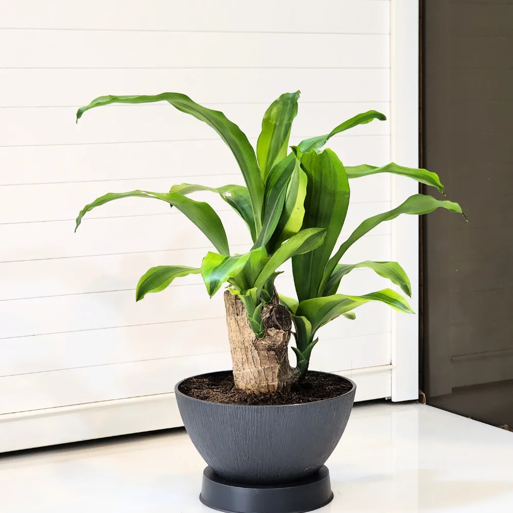 product-gallery
