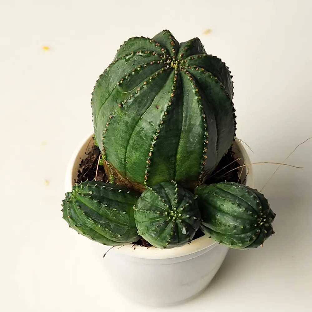 product-gallery