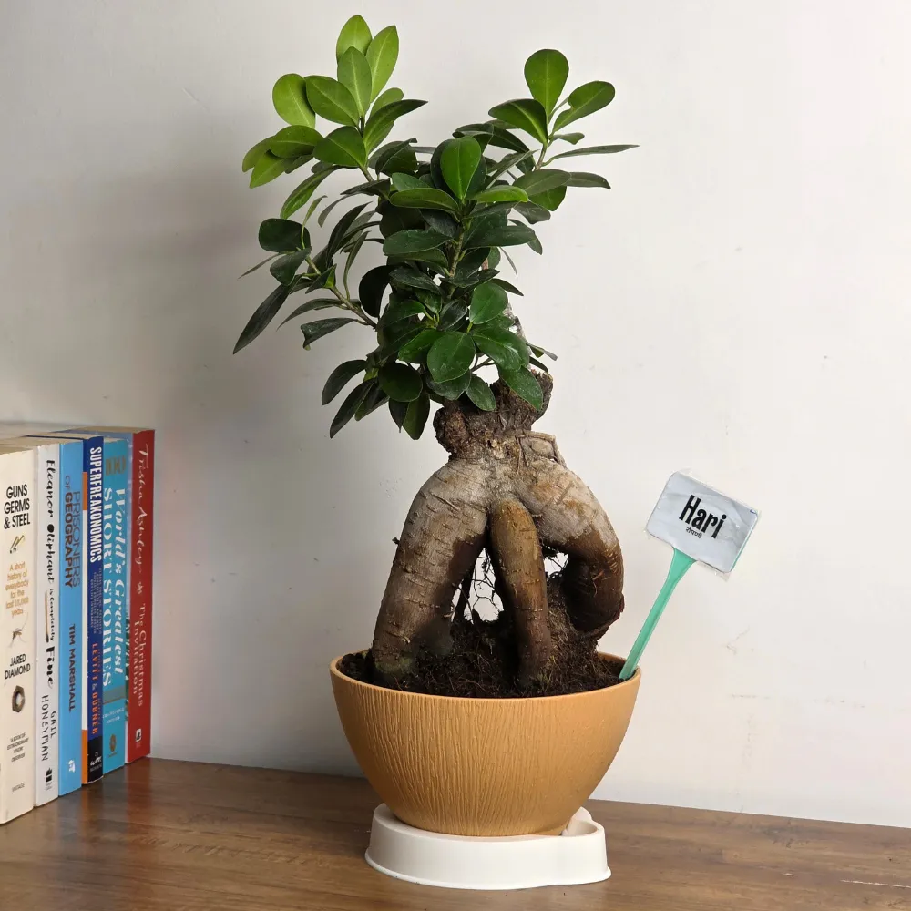 product-gallery