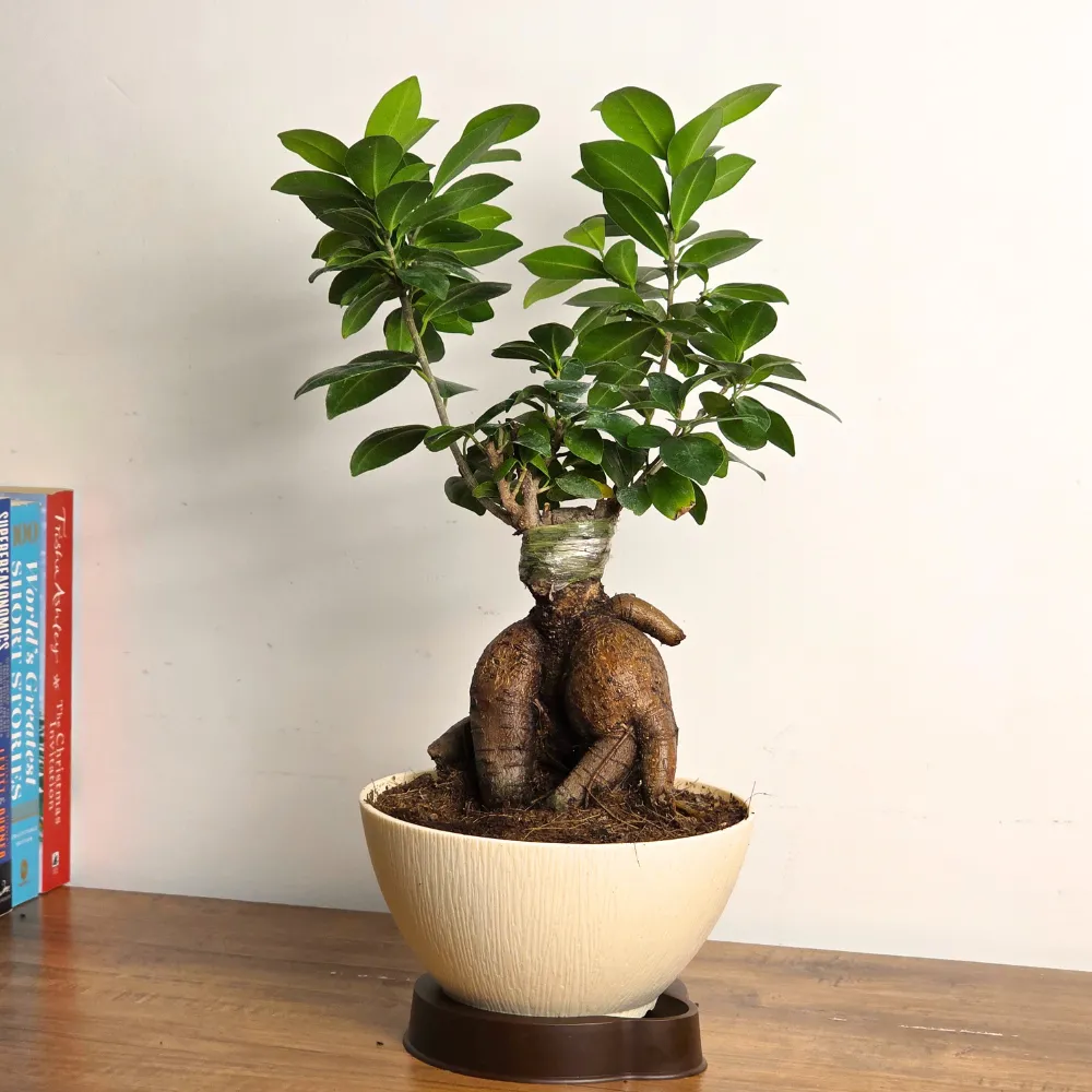 product-gallery