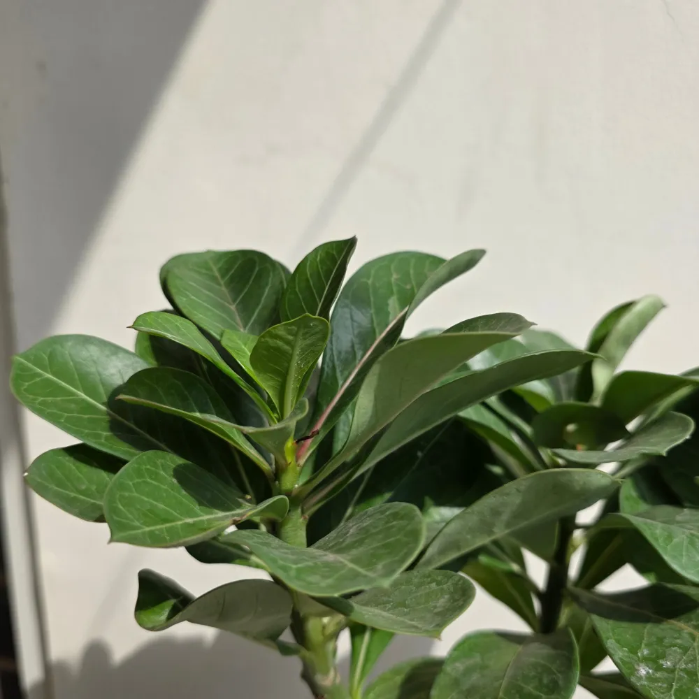 product-gallery