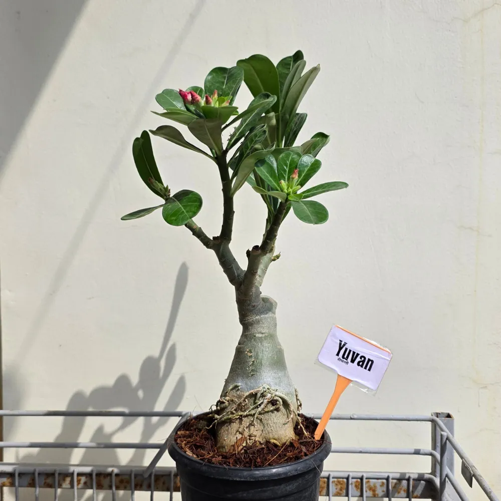 product-gallery