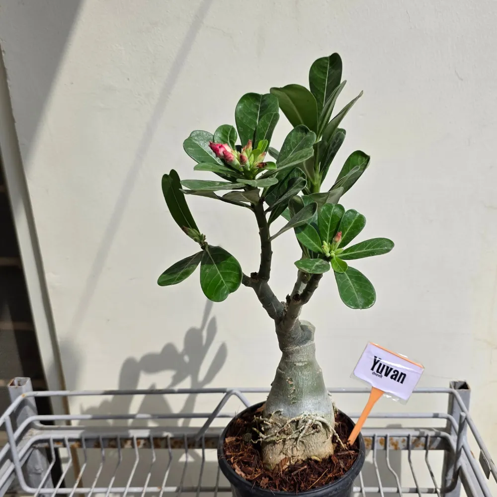 product-gallery
