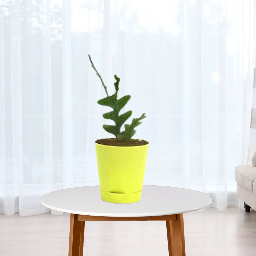 product-gallery