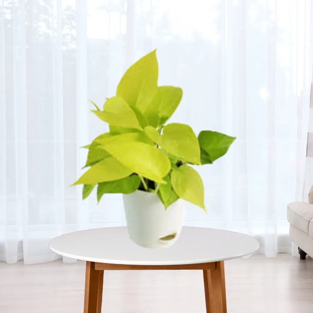 product-gallery