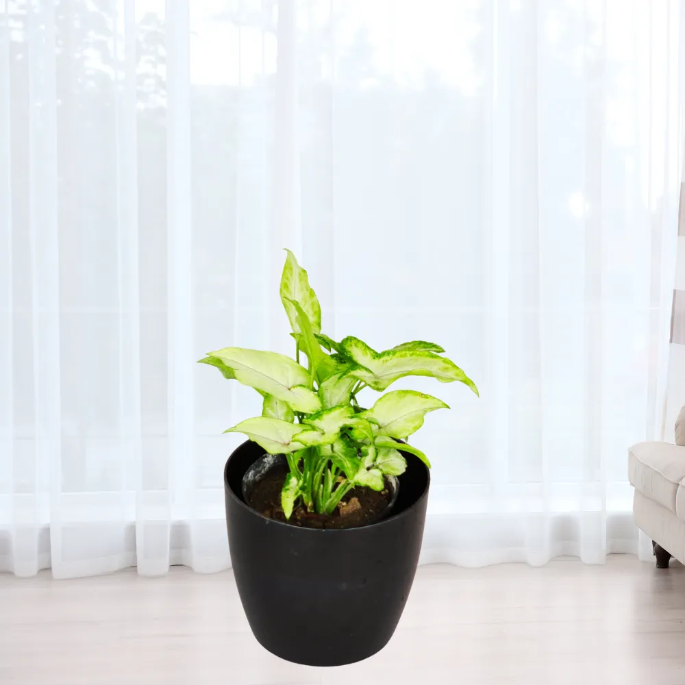 product-gallery