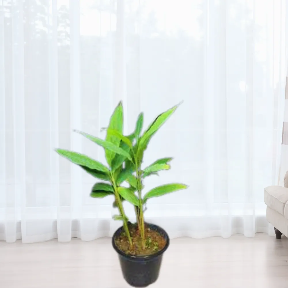 product-gallery