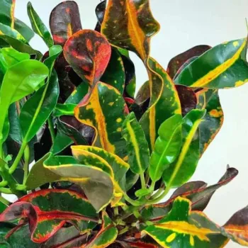 Croton Mammy
