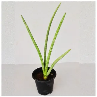 Snake Plant / Sansevieria Cylindrica