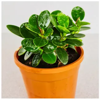 Ficus Microcarpa