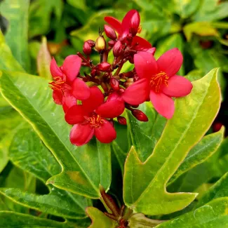 Jatropha Red
