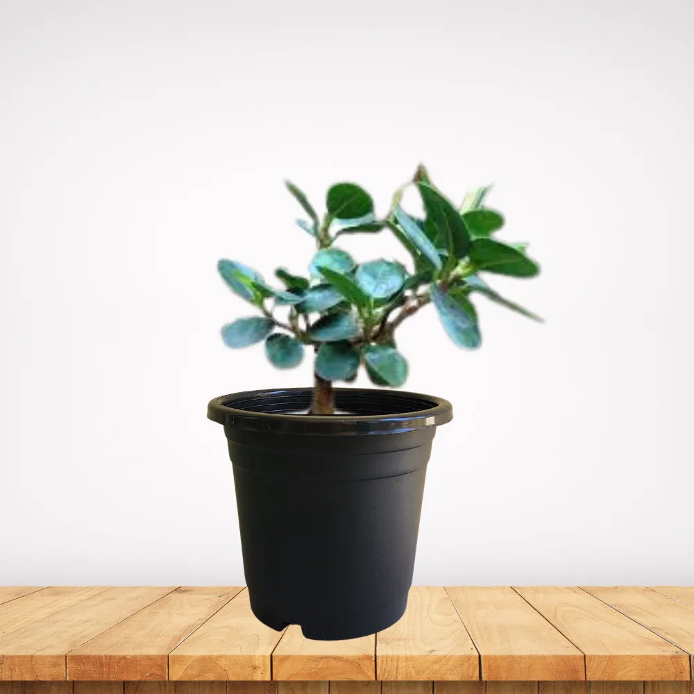 product-gallery
