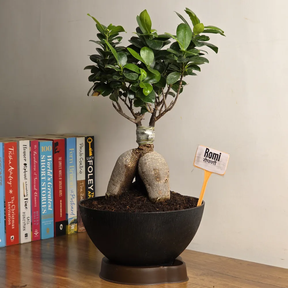 product-gallery