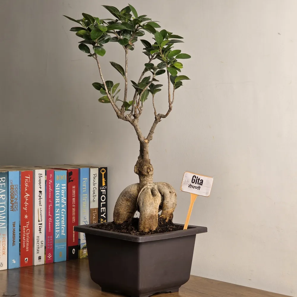 product-gallery