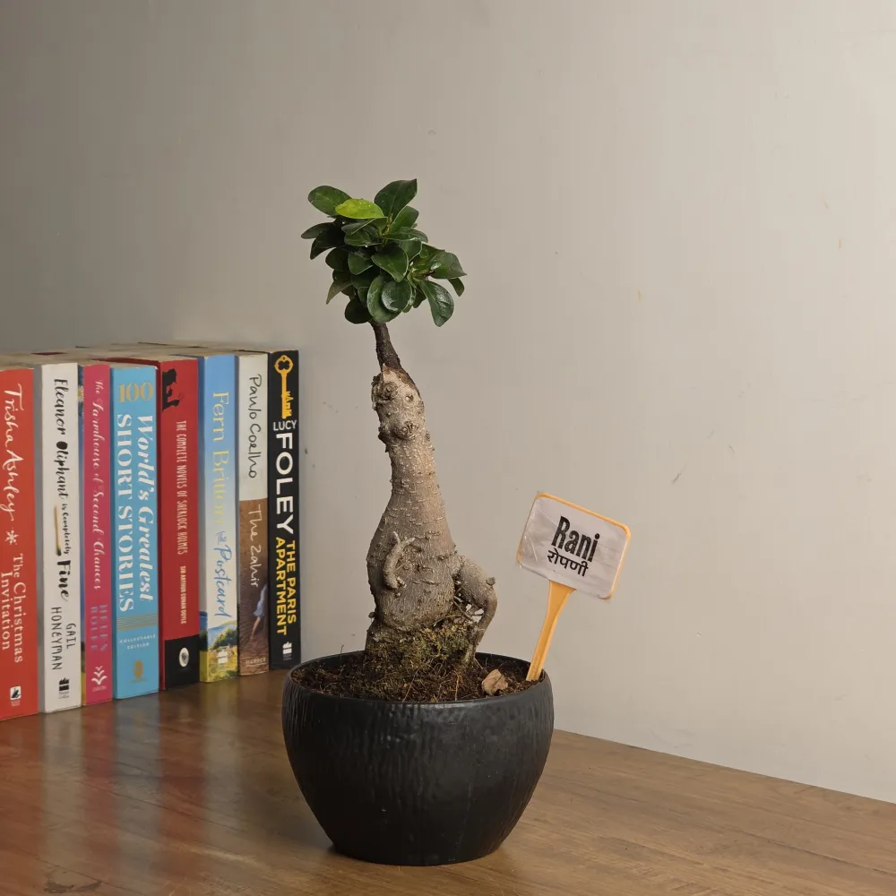 product-gallery