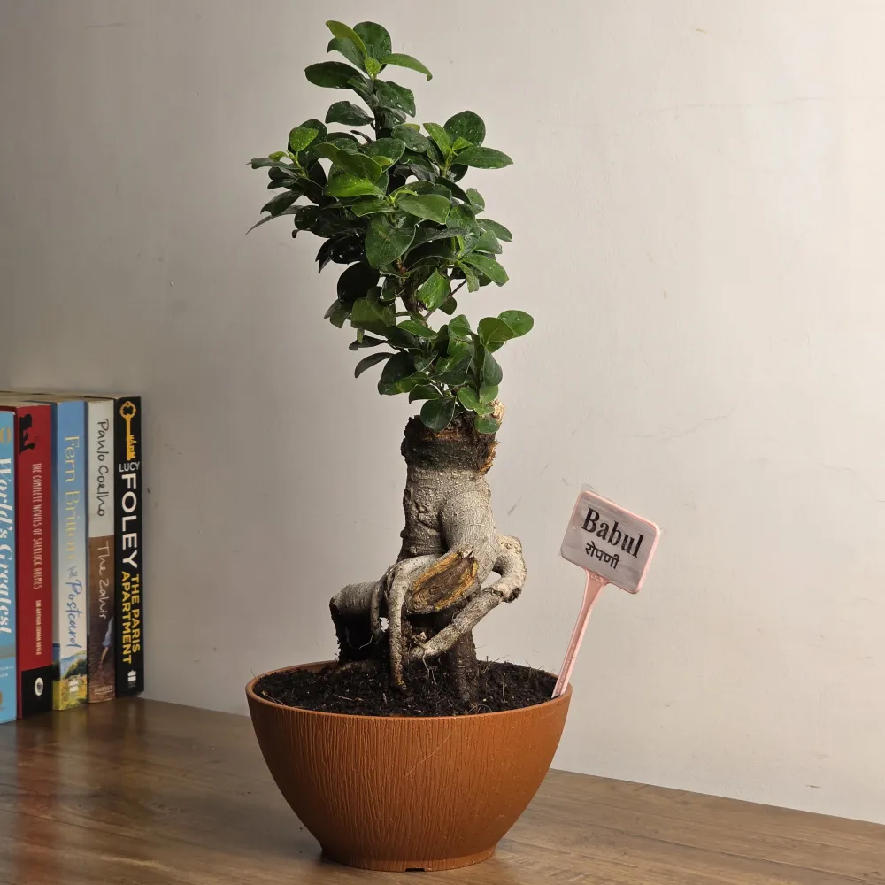 product-gallery