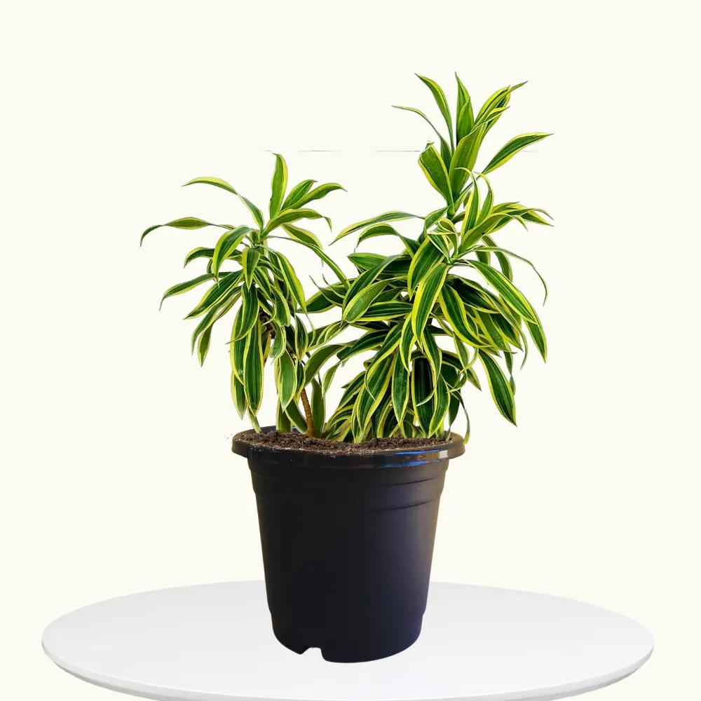 product-gallery