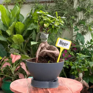 Ficus Bonsai- Neer