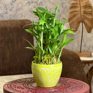 Lucky Bamboo Plant With Green Pot - 3 layer