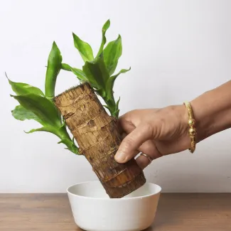 Brazilian Wood Plant