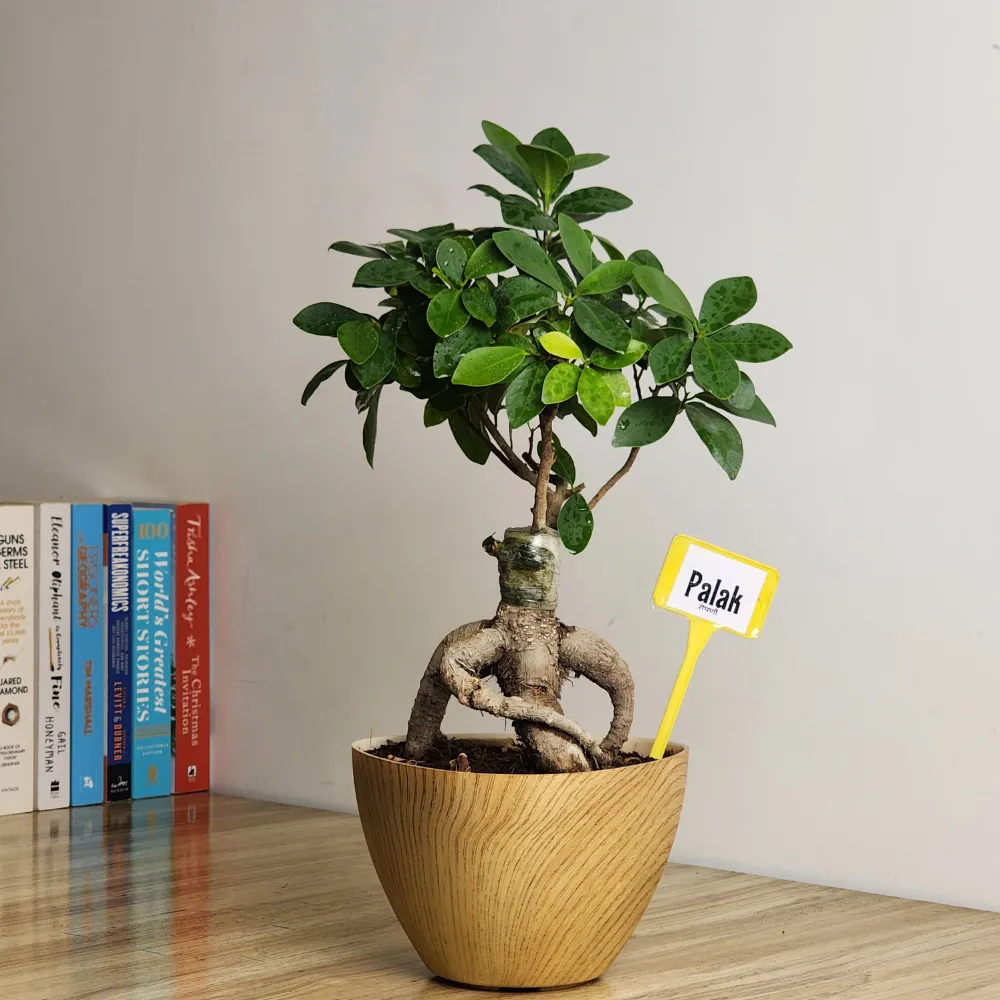 product-gallery