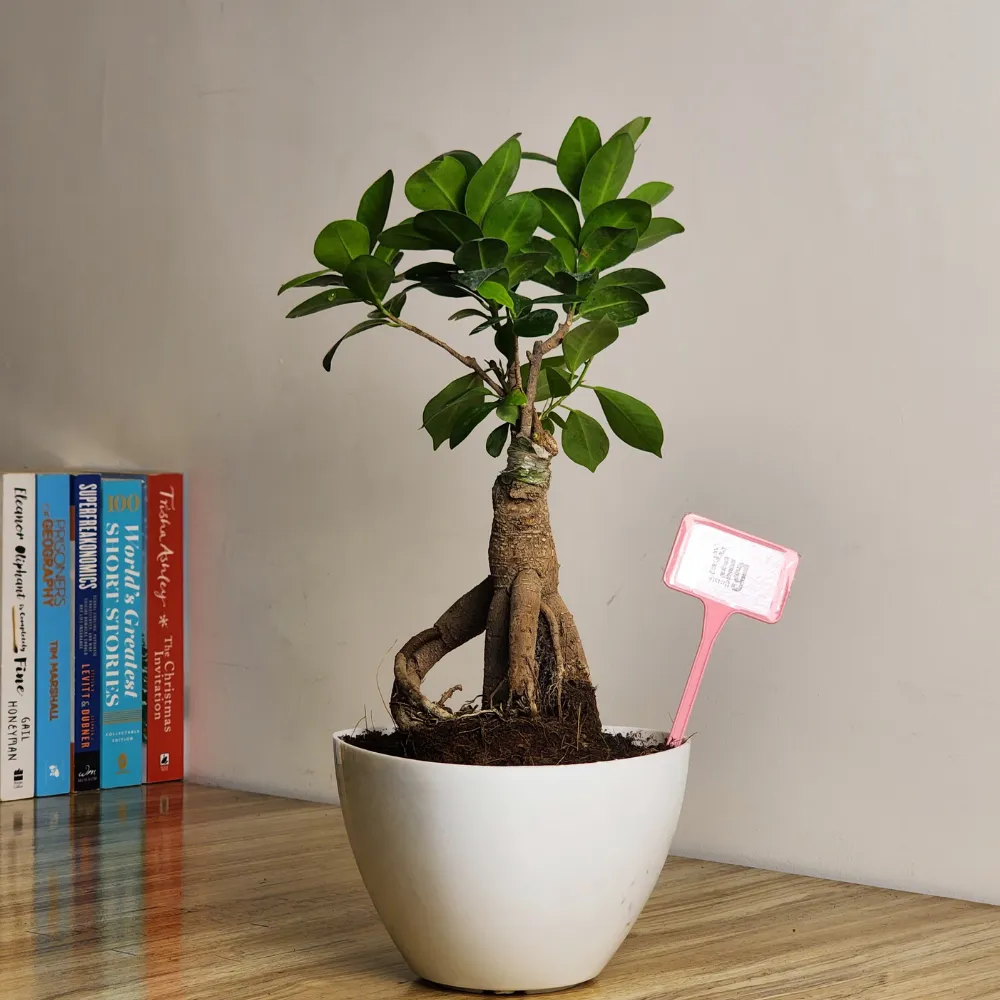 product-gallery