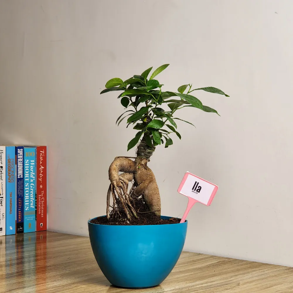 product-gallery