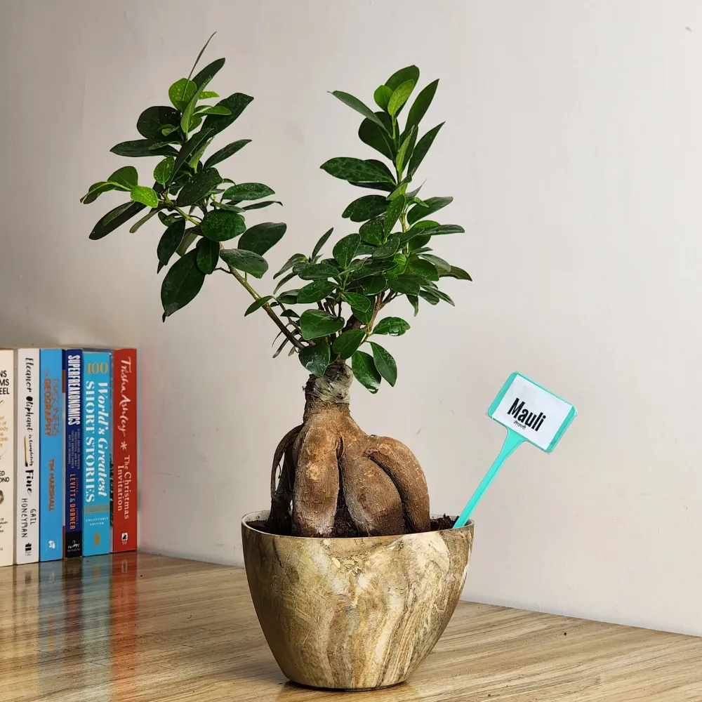 product-gallery