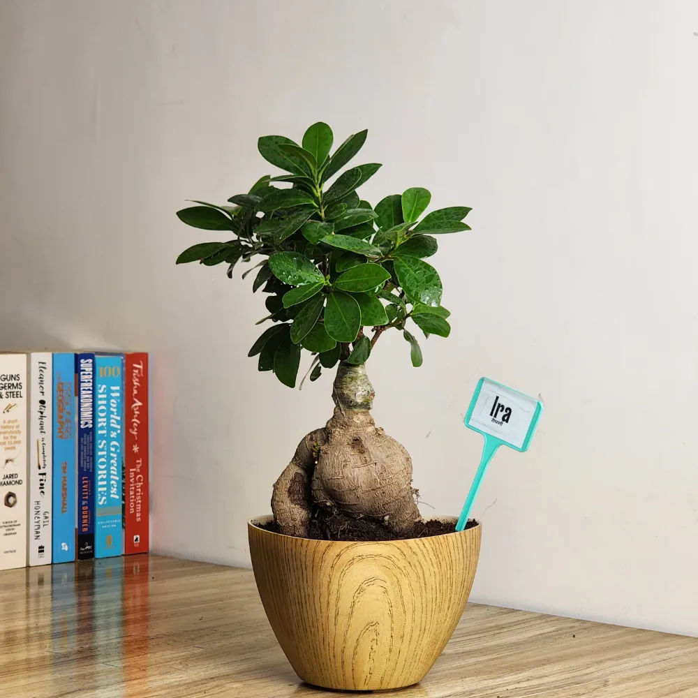 product-gallery