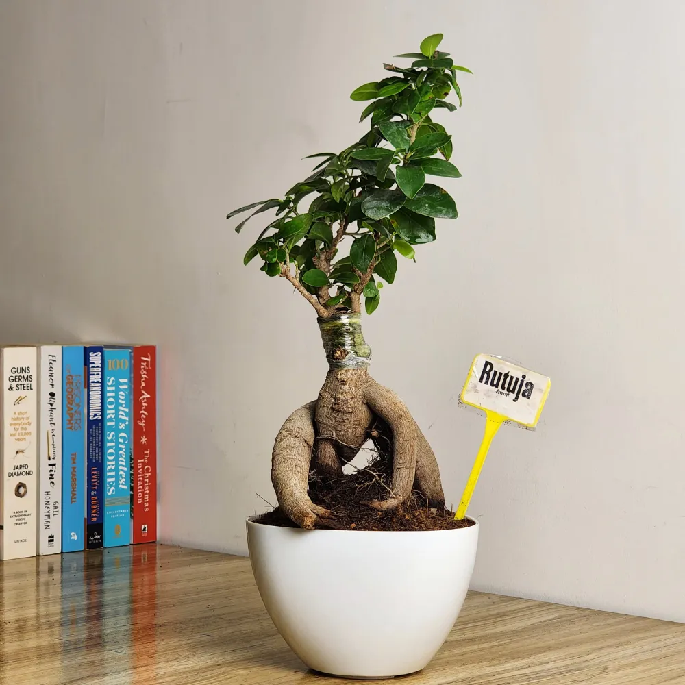 product-gallery