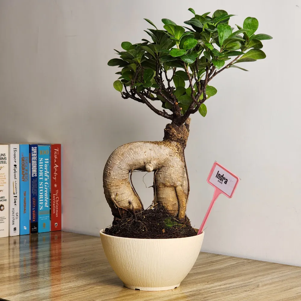 product-gallery