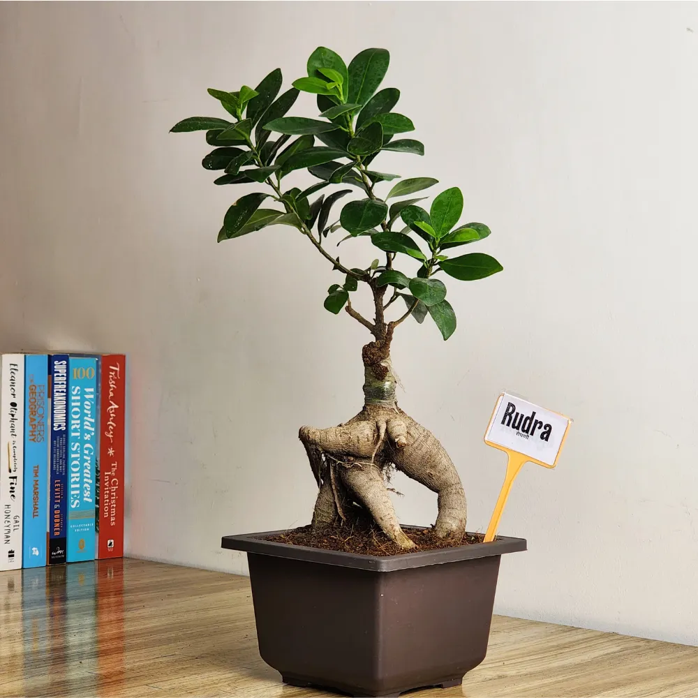 product-gallery