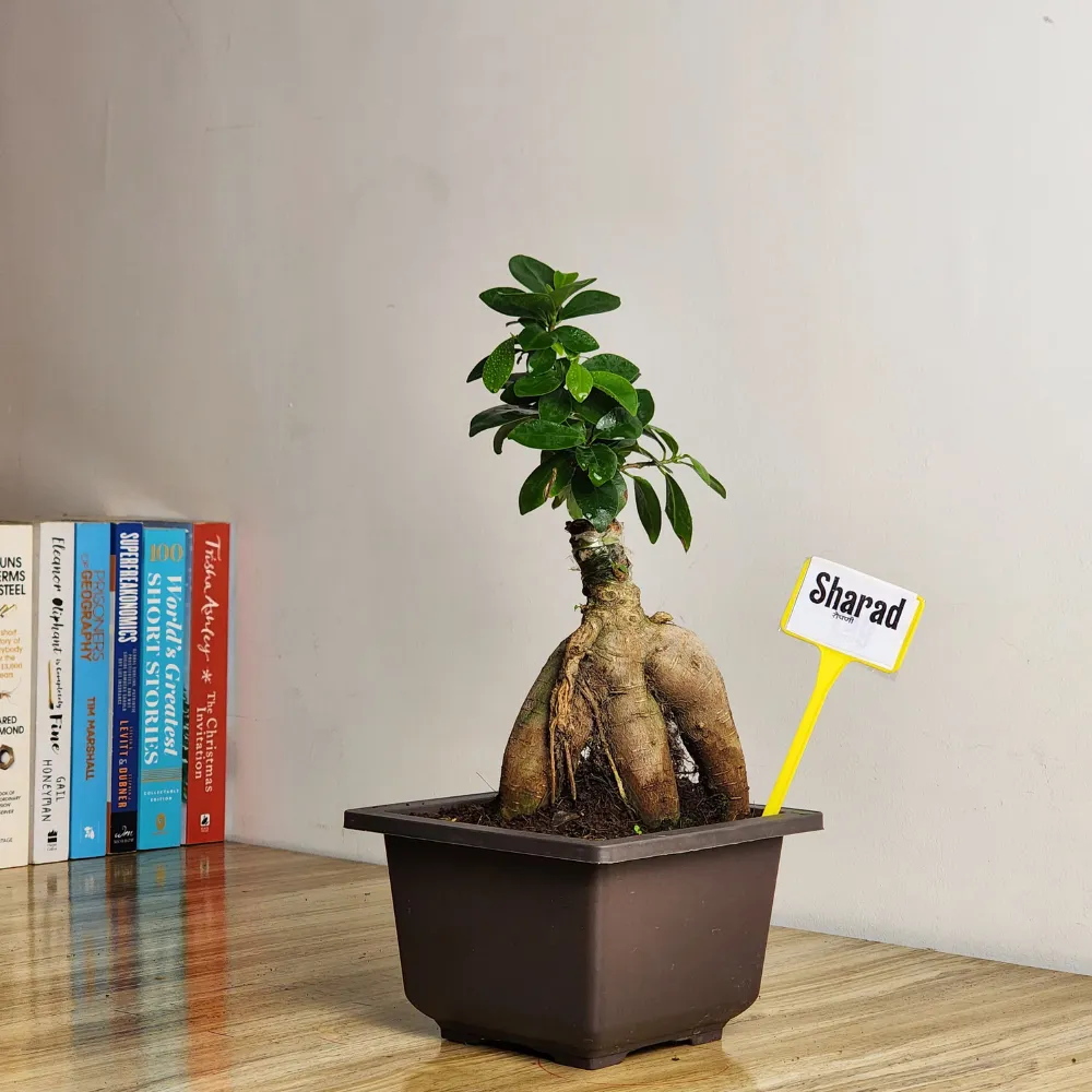 product-gallery